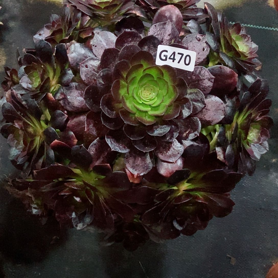 红陶470赤焰莲3多肉