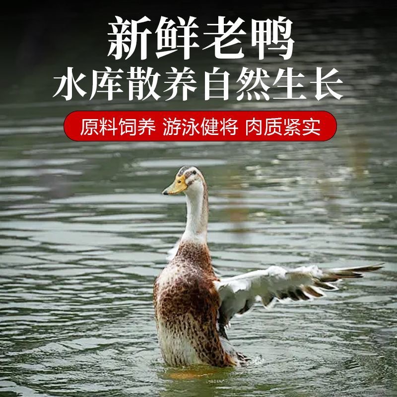 农村放养三年老鸭子农家散养正宗溪水可煲汤带料包