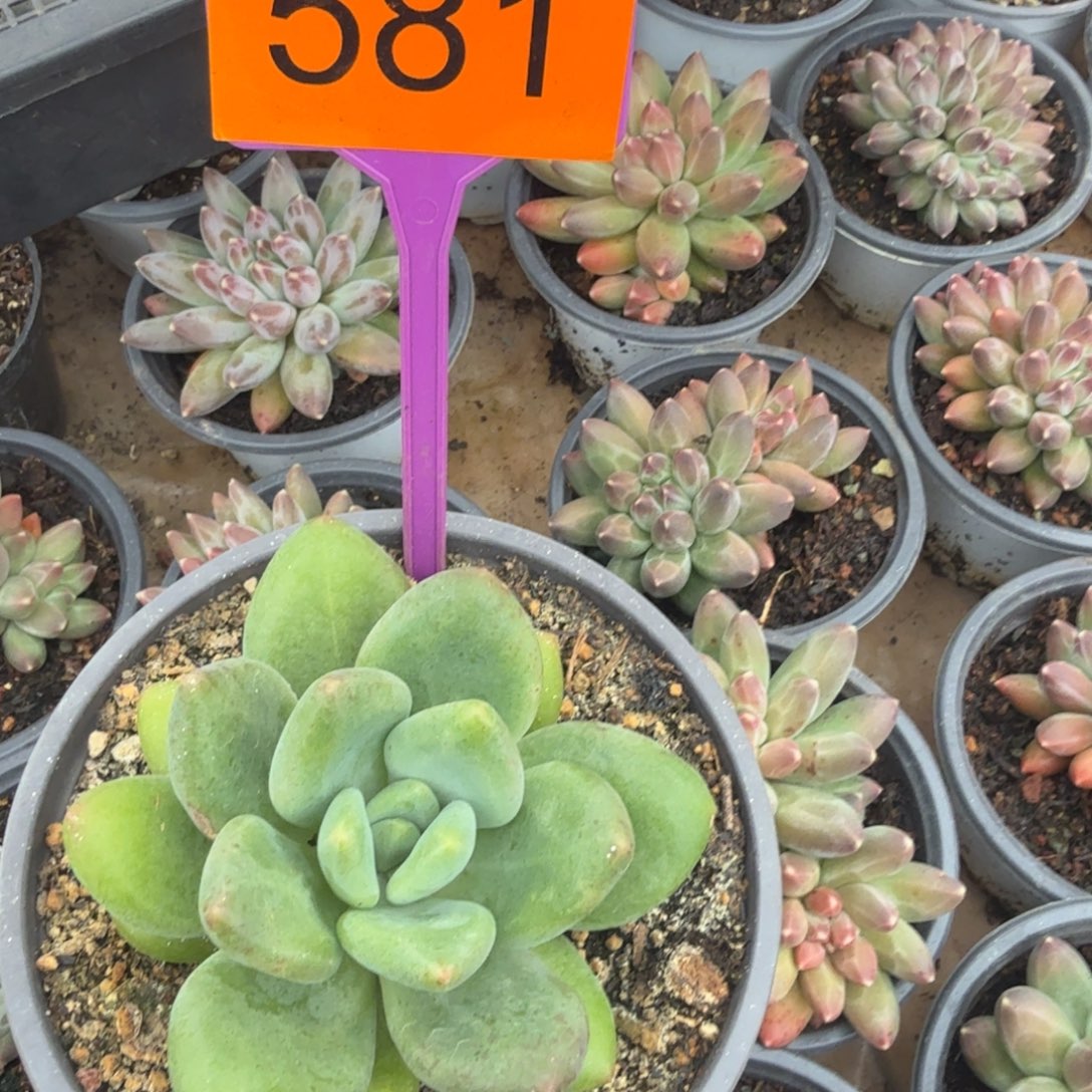 柯***达多肉植物漂亮单头581
