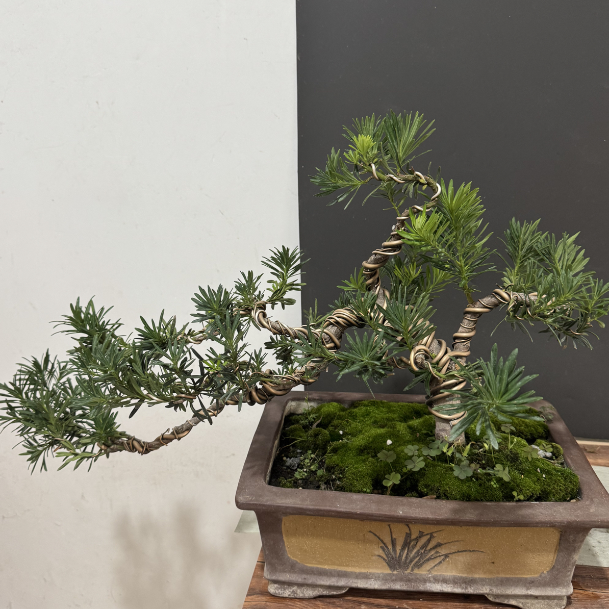 一物一拍罗汉松庭院造型树园林大型绿化造景树高端名贵绿植迎客松