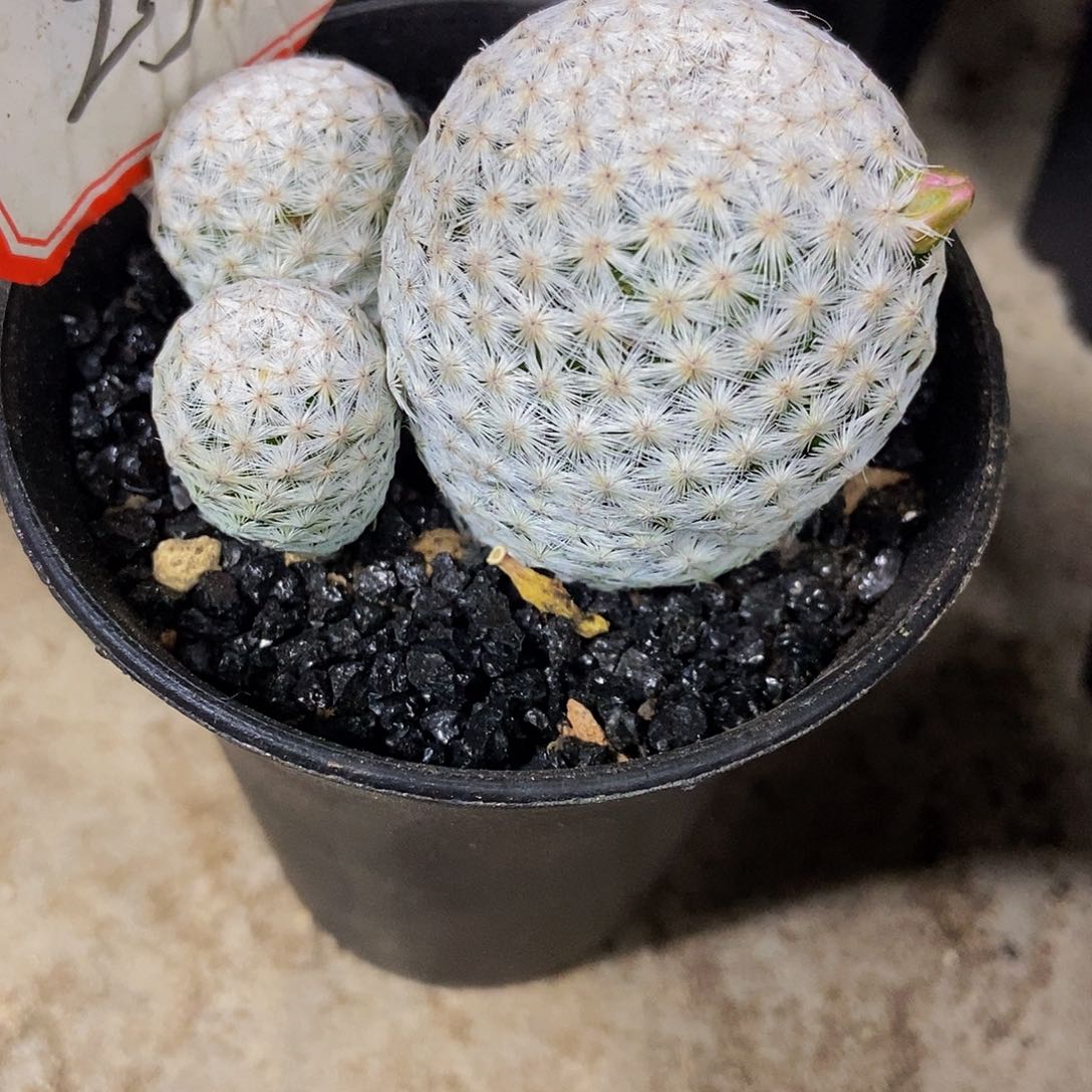 百鸟一个一物一拍