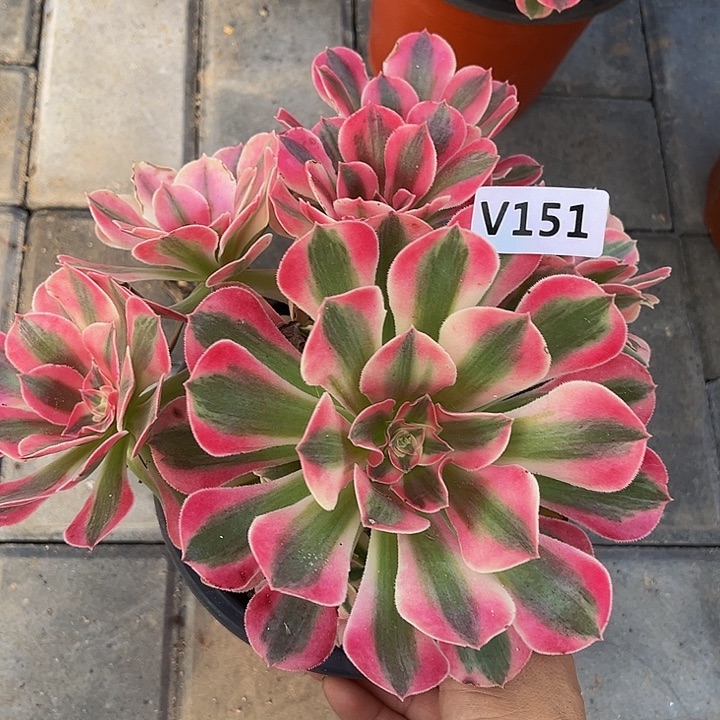 151女郎33333冠服17.8左右