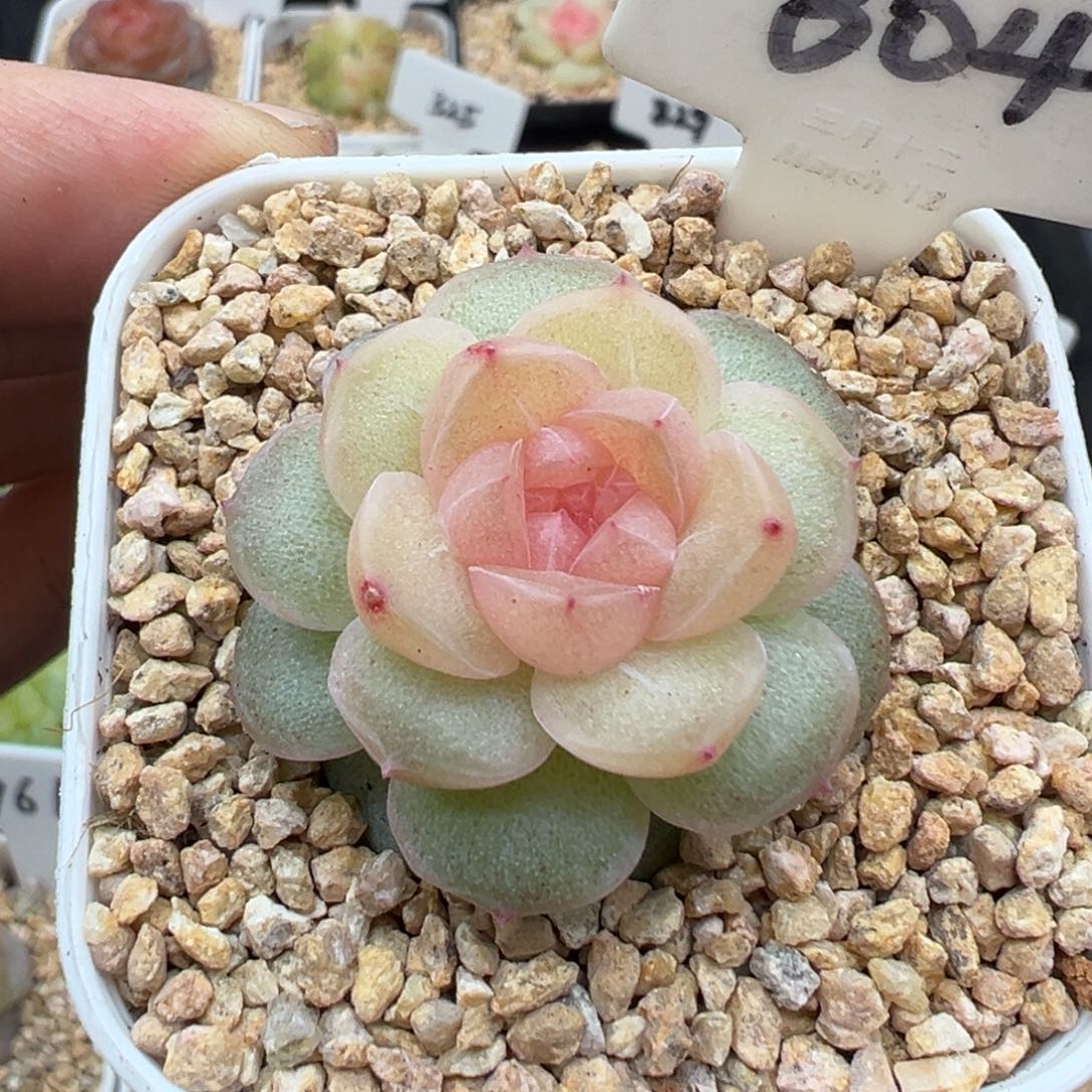 304号风花雪月系列仙音
