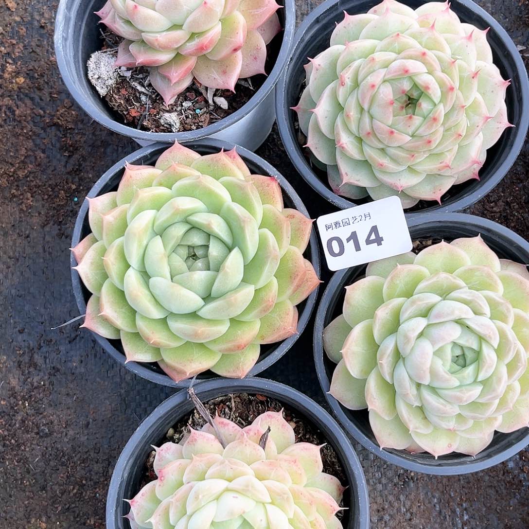 阿雅园艺。       014