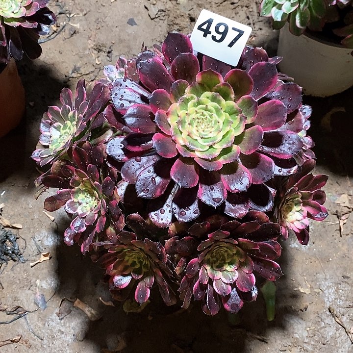 法师植物一物一拍12345678