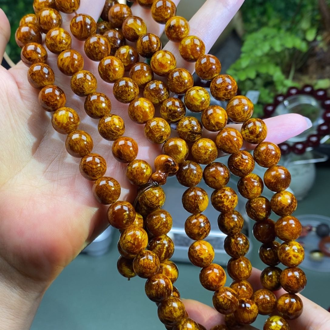 贝壳杉1.0/108琥珀木万年瘤疤料顶藏