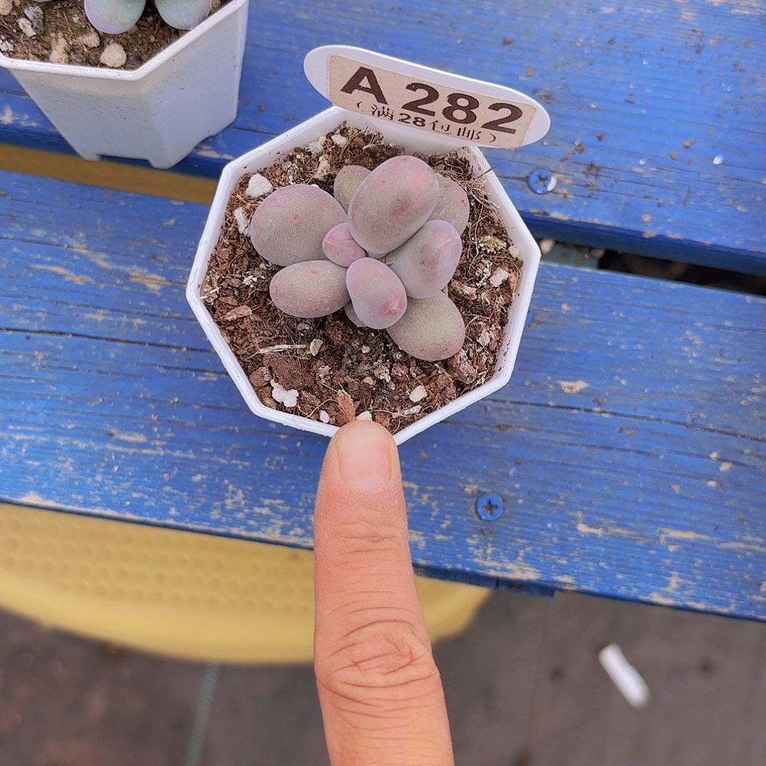 A282Mike奶一物一拍
