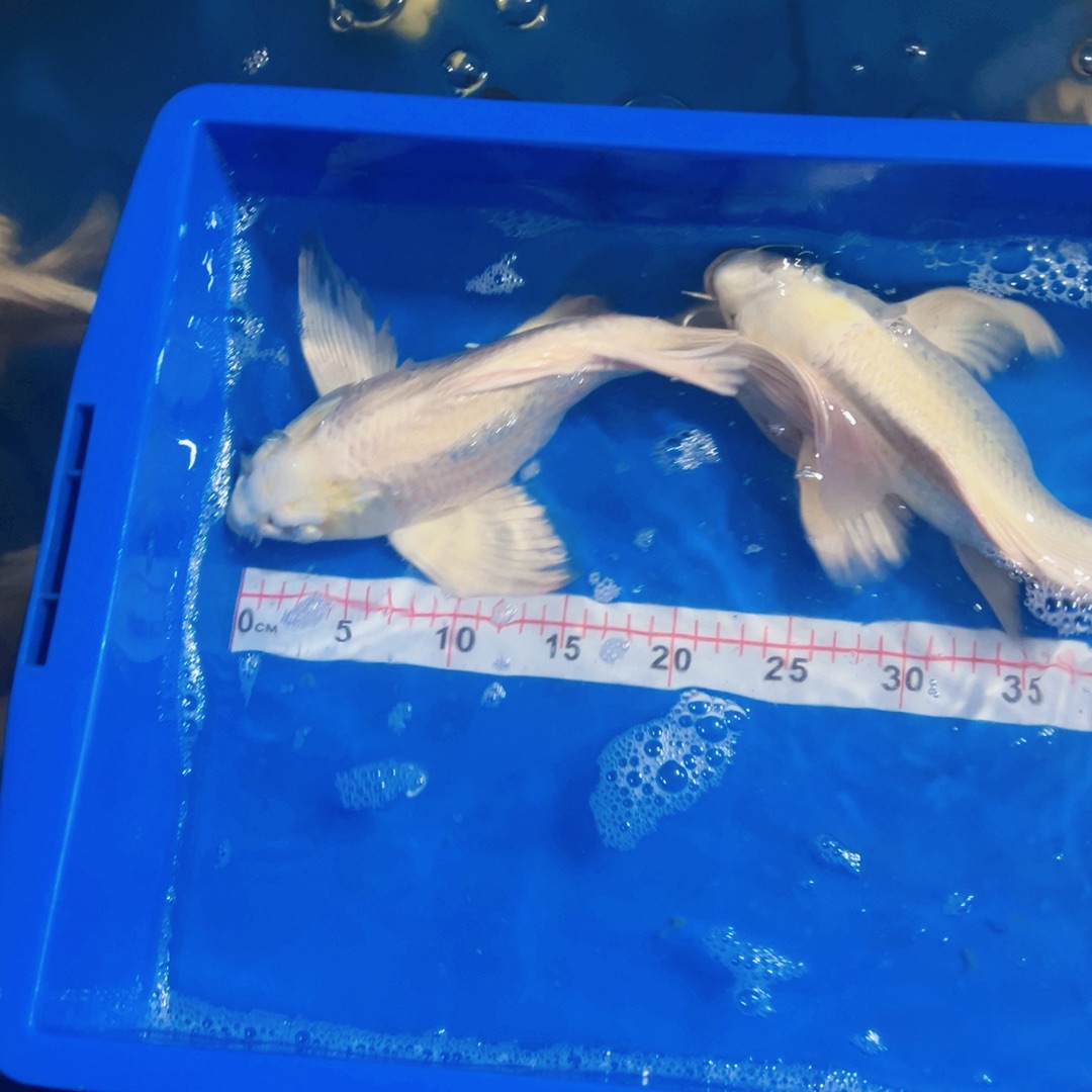 蝴蝶鲤鱼张*黑蝴蝶鲤包邮135微瑕