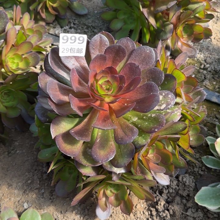 黑魔……多肉植物……