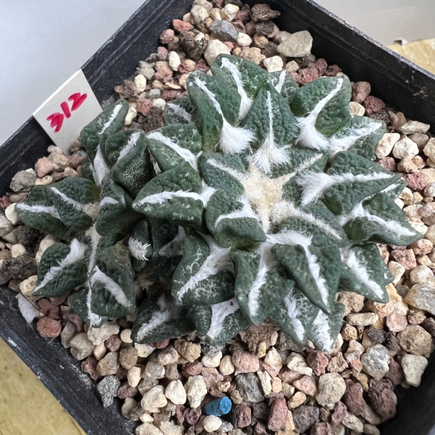 小萝卜根双头黑牡丹自根仙人球多肉植物防辐射适合阳台绿植盆栽