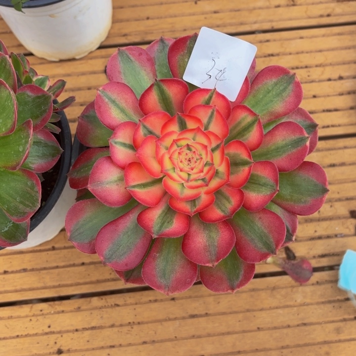 云南荔枝好看34号