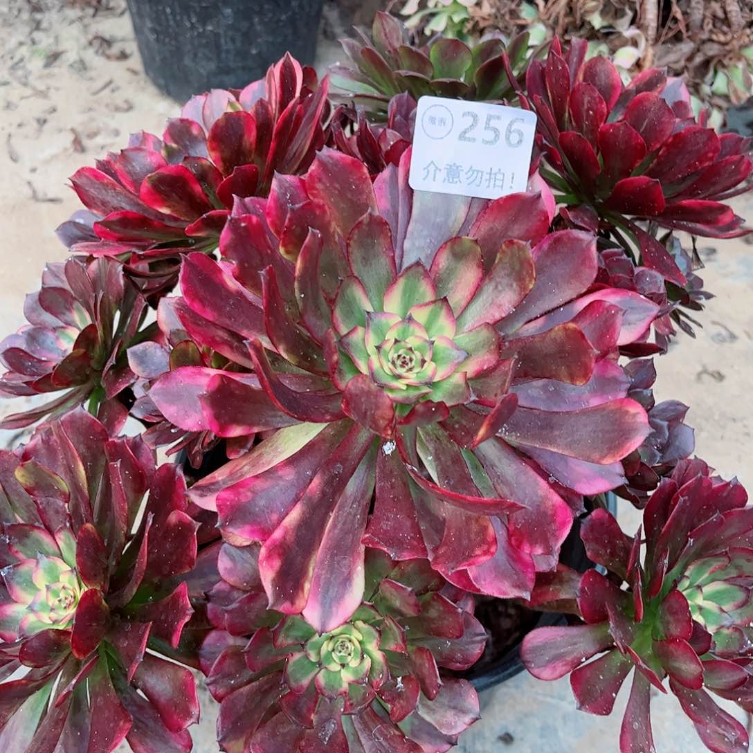 无花朵多肉植物美姬256