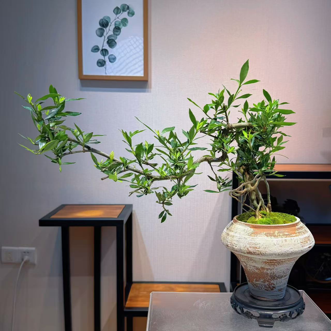 悬崖飘枝栀子花陶瓷盆室内绿植办公室阳台桌面造型盆景盆栽植物