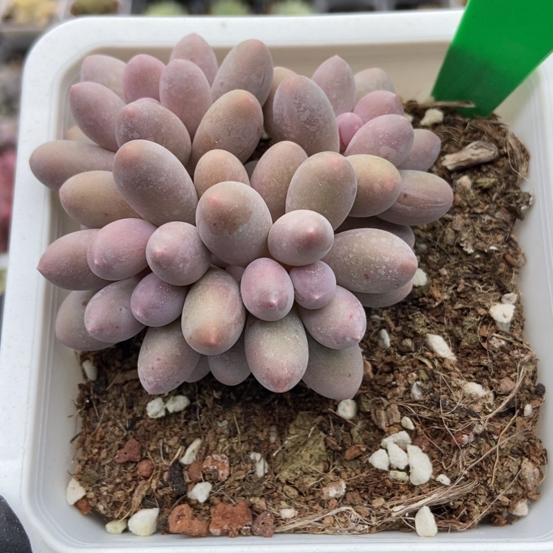 773粉色恋人多肉植物