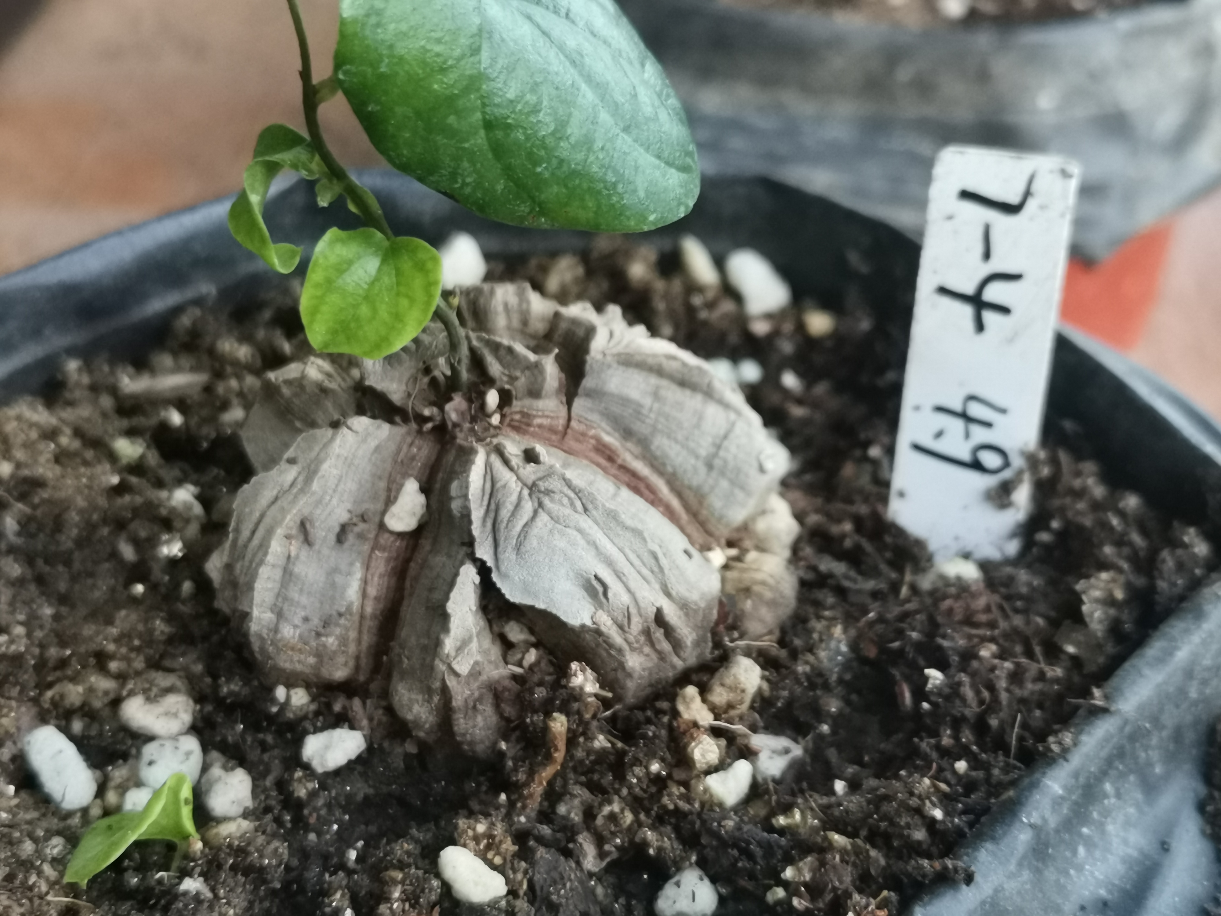 7-4南非块根植物龟甲龙