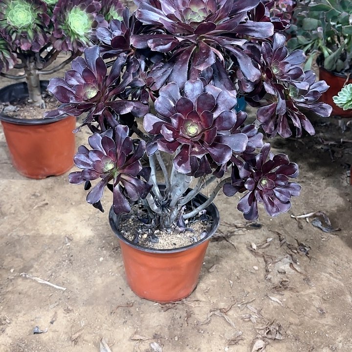 改*多肉植物黑圆叶56