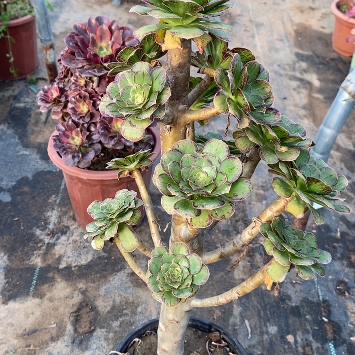 ｖ锦90多肉植物法师法师法师开示