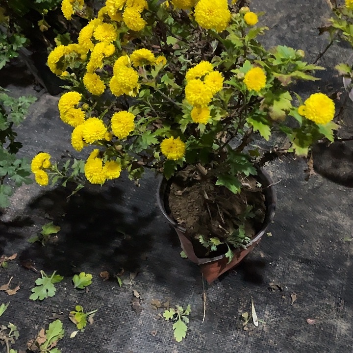 漠***然48菊花菊花菊花菊花好