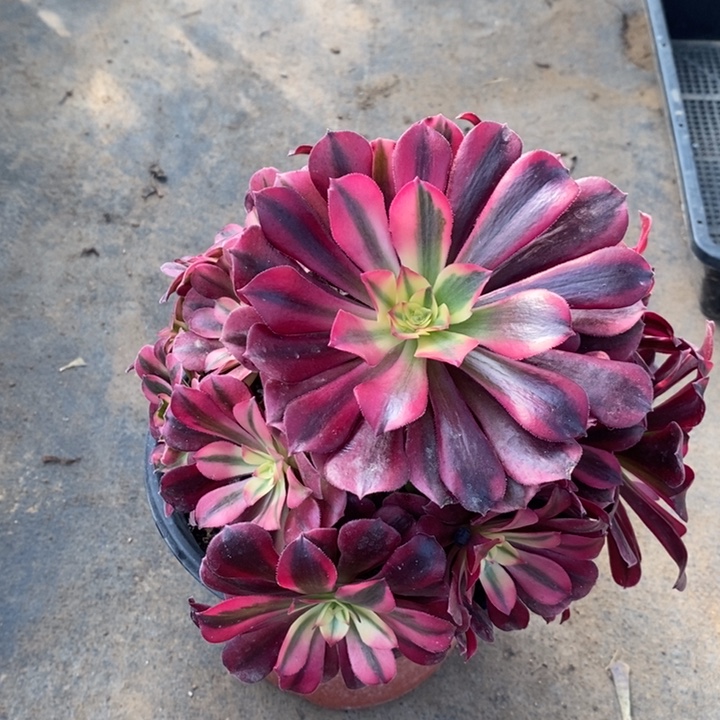 美杜莎多肉植物60 