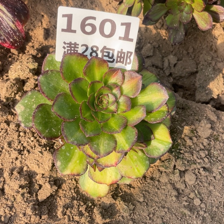 1601一号棚海王七彩D