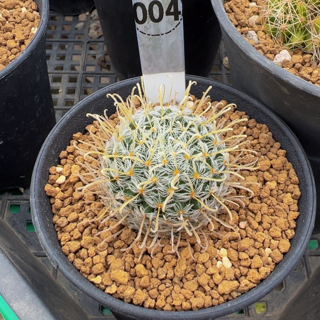 004实生根杜威娜娜多肉植物带盆土