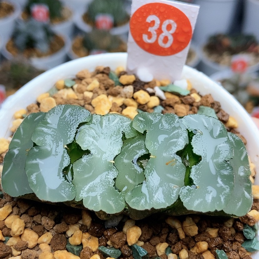 【闪购商品】38鬼岩稻妻