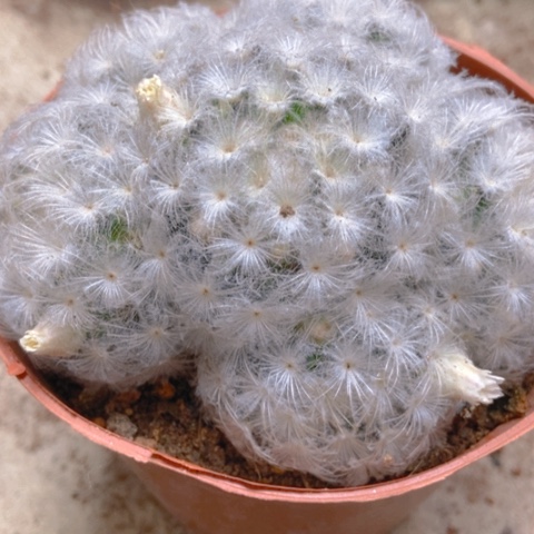 白星仙人球12米仙人球