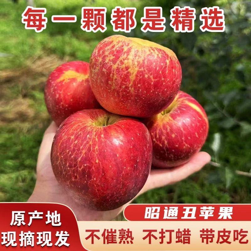 【老树苹果】云南昭通红露丑苹果当季新鲜脆甜多汁现摘苹果应季水果
