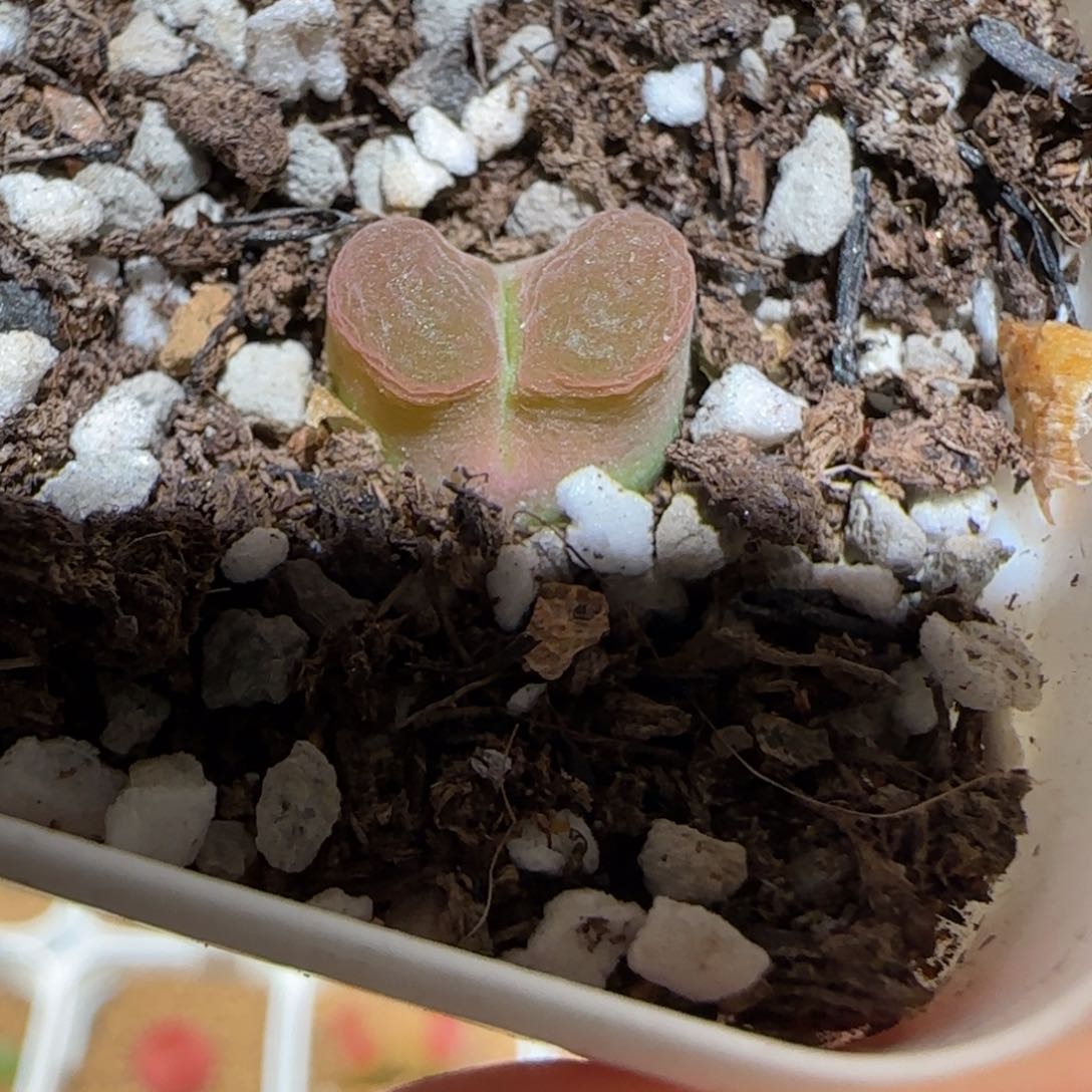 肉锥多肉植物百科-磁铁1379