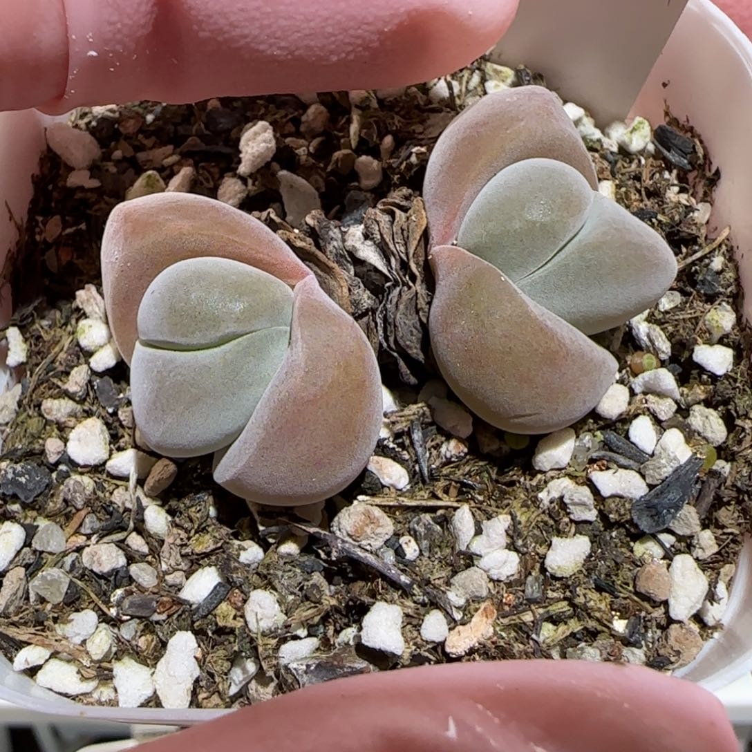 肉锥多肉植物百科-607