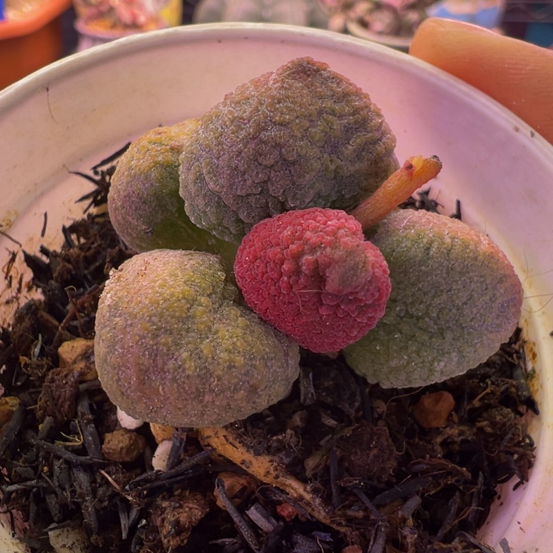 简***单我们的目标就是成为更优秀的