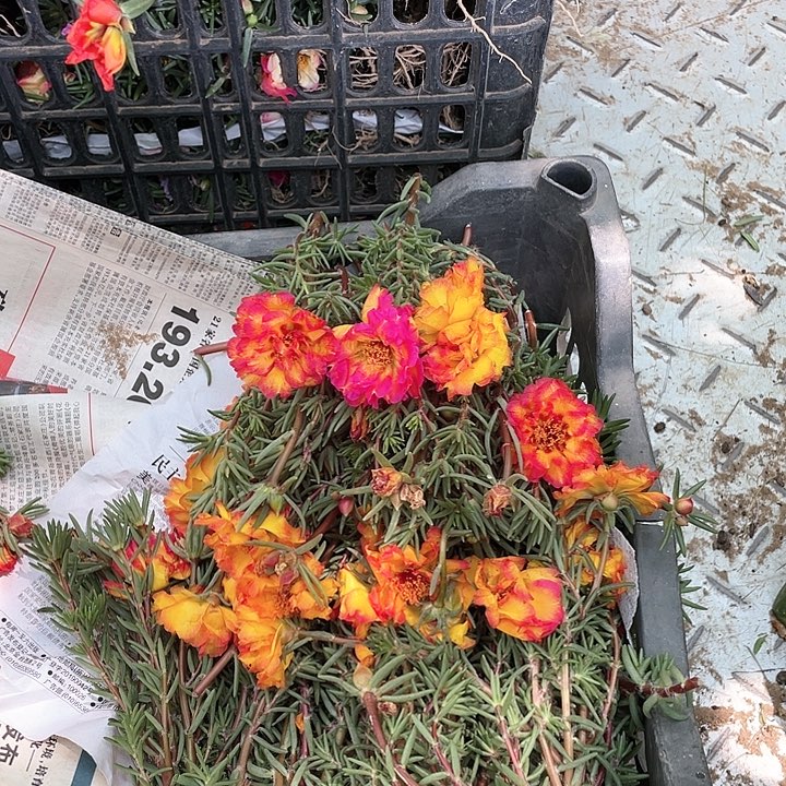 完全开放火焰20只