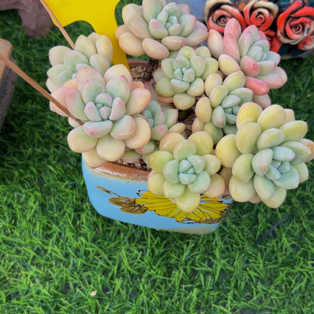 等**过泡泡糖小老桩多肉