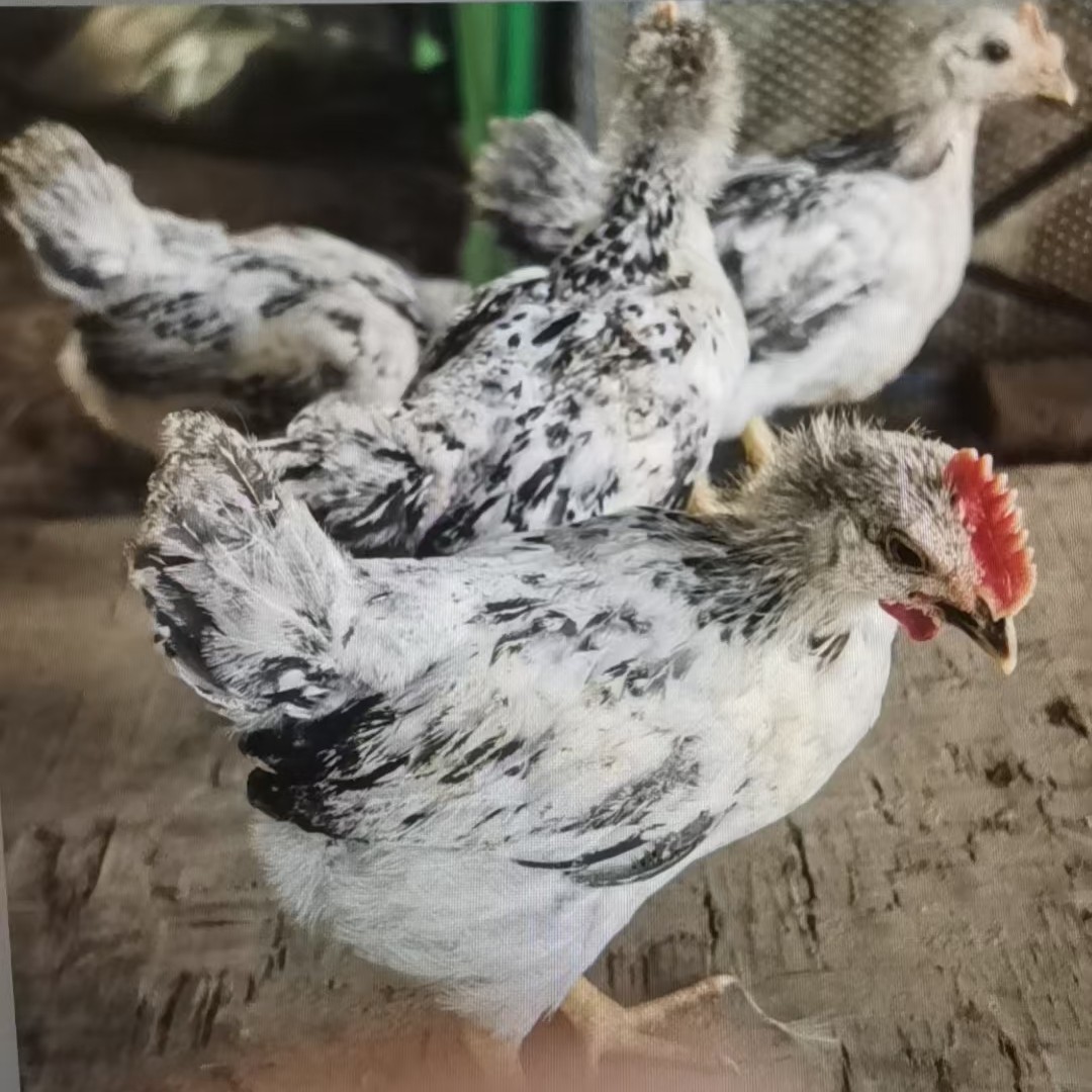 【买6只送2只】宠物鸡芦花鸡白色单只一斤左右发货