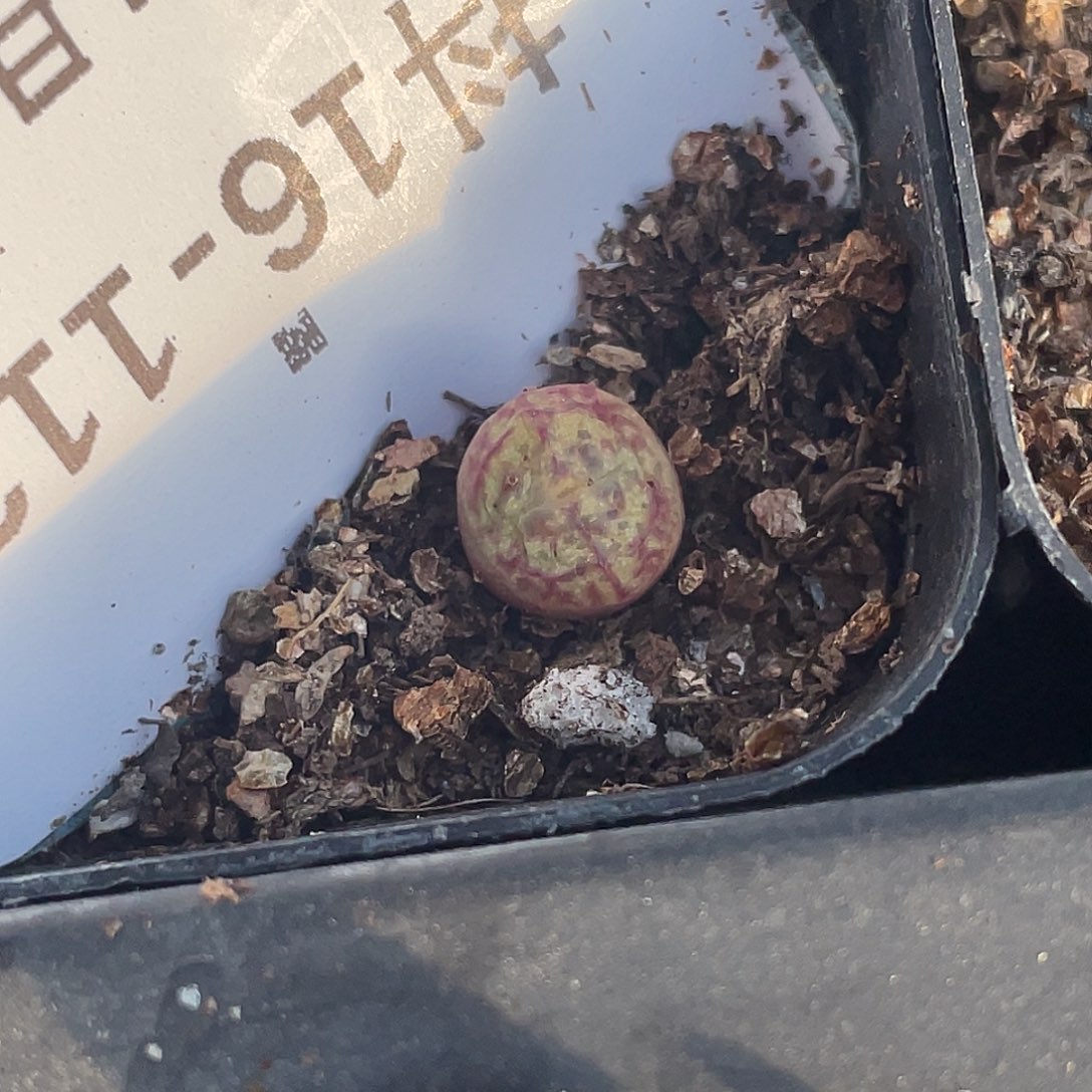 薄****16-112肉锥多肉植物