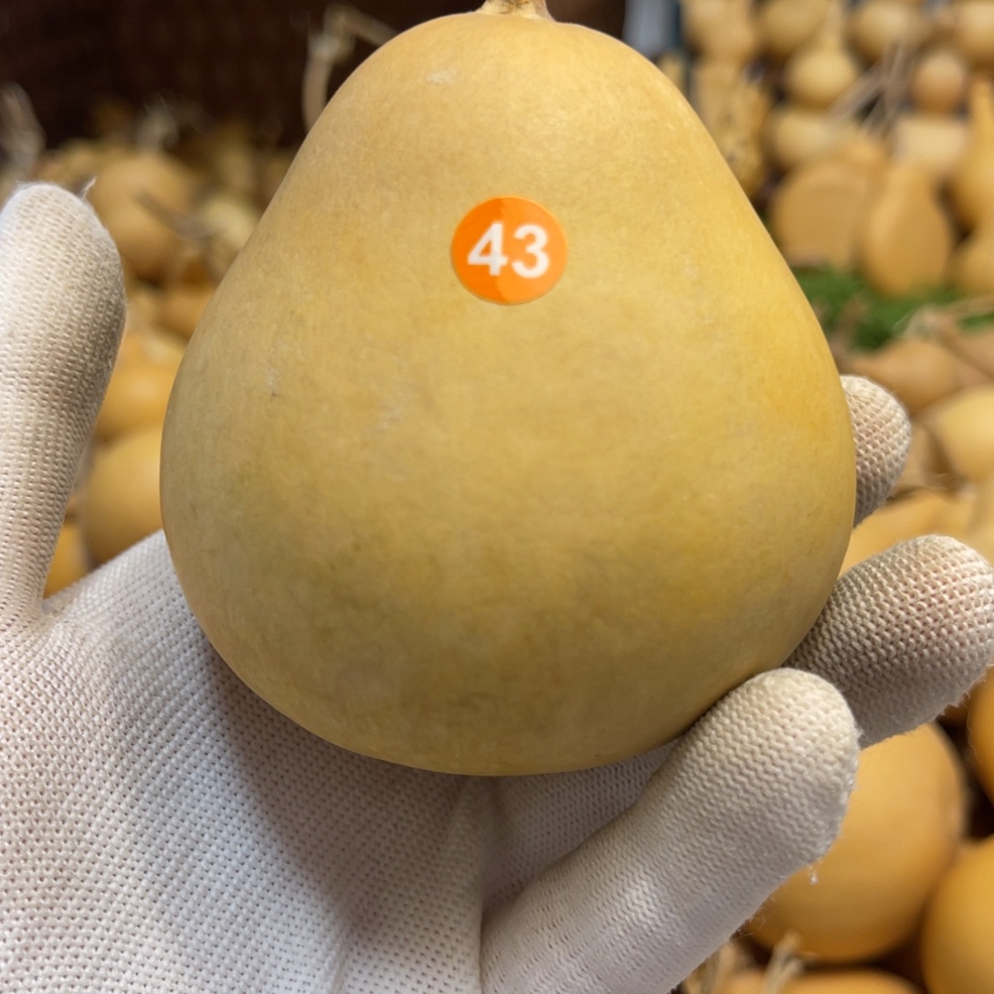 闪拍葫芦链接-43号品