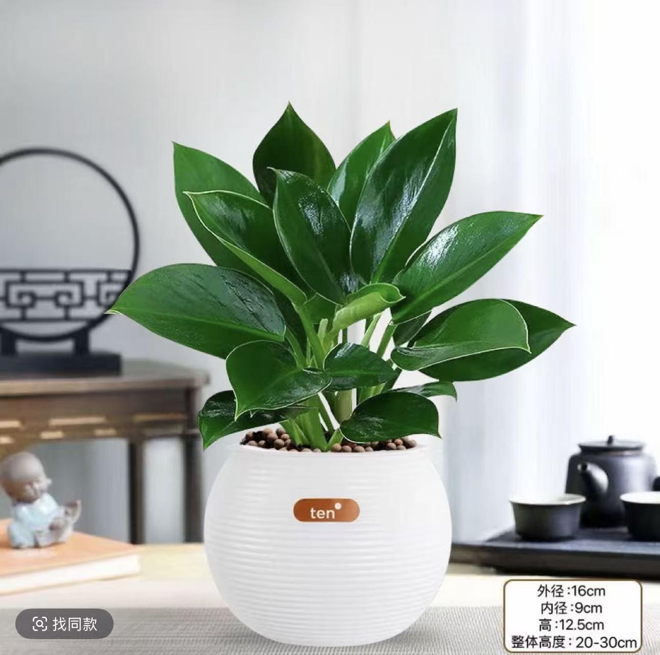 金钻绿公主盆栽室内水培土培净化空气吸甲醛四季常青好养绿植