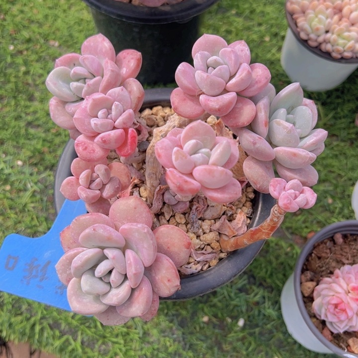 健健康康平平安安