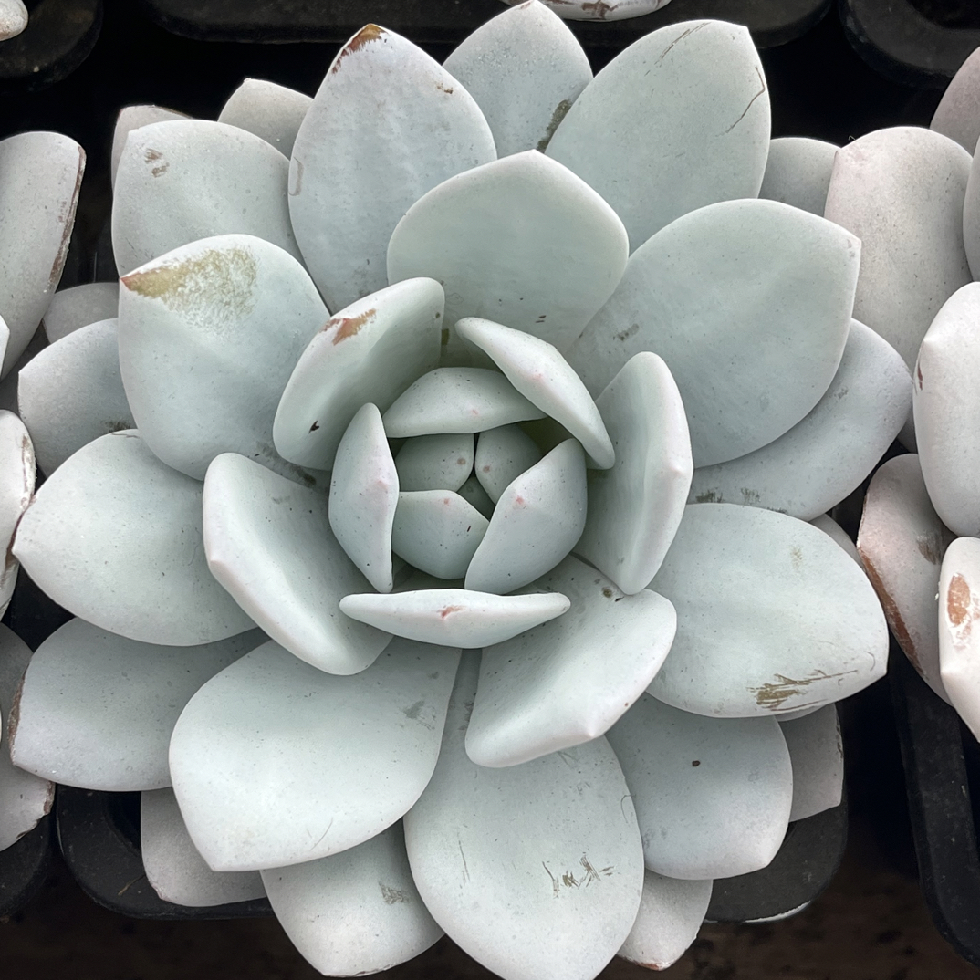 【任意下单即包邮】雪莲大单头9-10厘米多肉植物，脱土发货