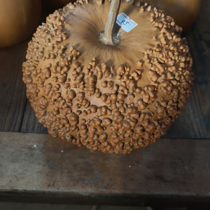 疙瘩葫芦疙瘩葫芦