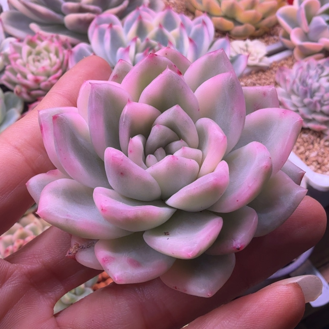 冰月亮锦 头盖 多肉