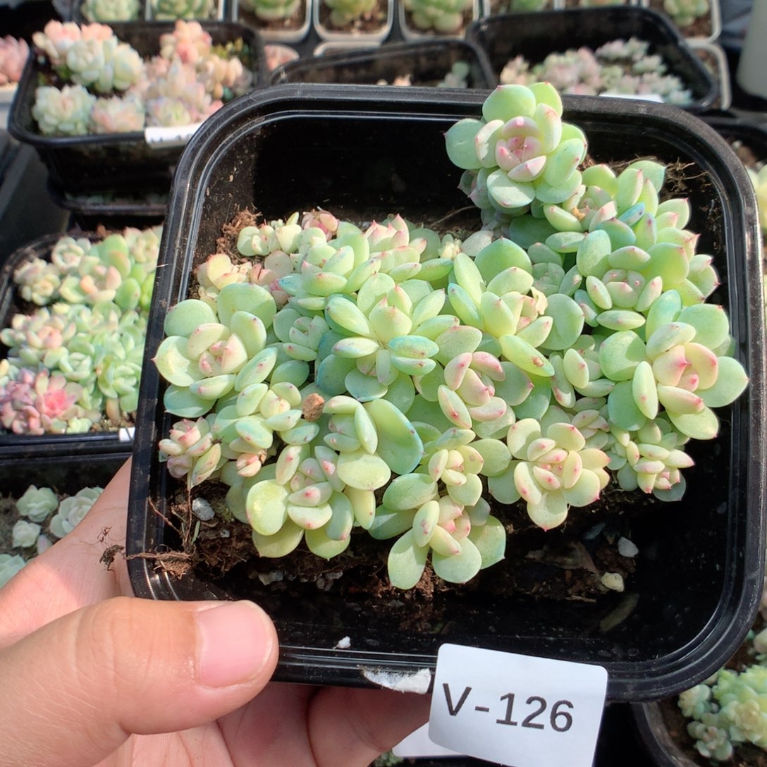 无花朵V126英语英语