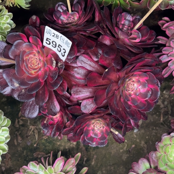 5953红金刚多肉植物