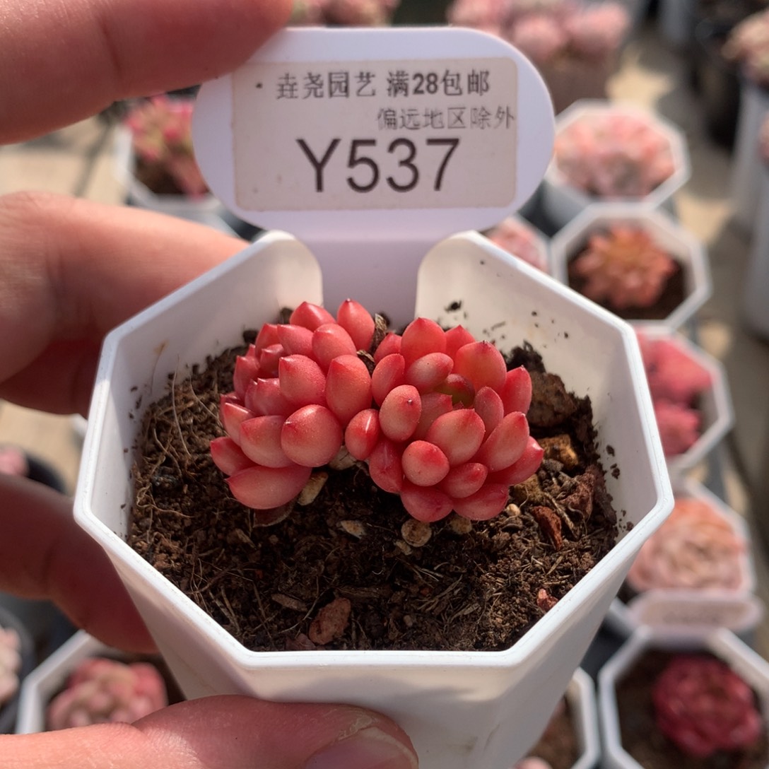 一物一拍 鸡血红宝石 4cm