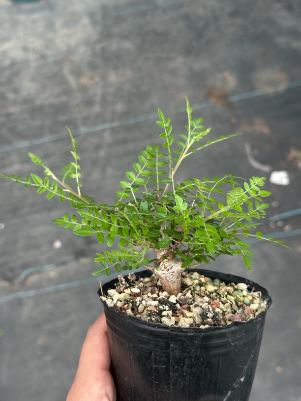 多肉植物尼勒达乳香