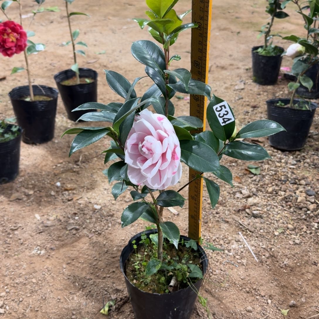 少量花朵（建议范围：2朵-5朵 或40%以下）534白乔伊一个花包