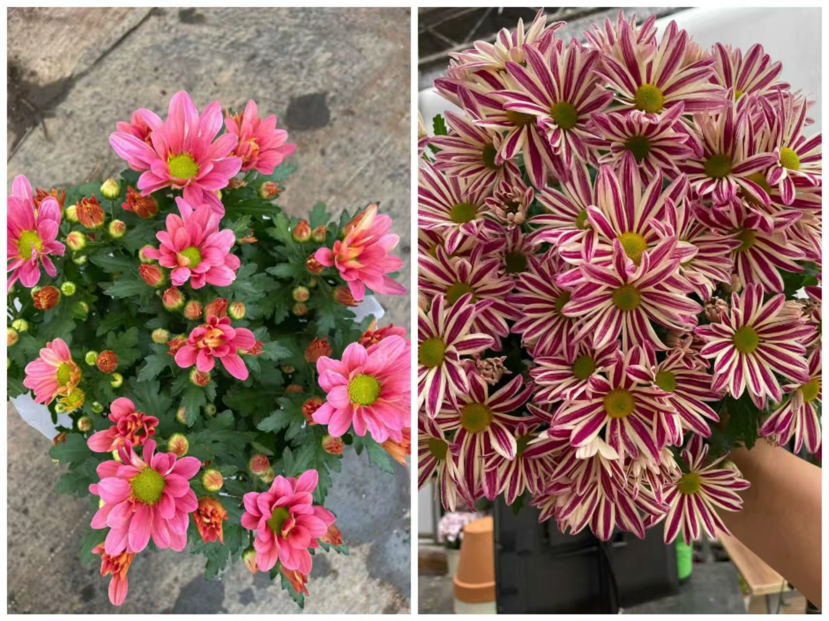 （微风公主+油墨画）多年生四季荷兰菊 耐寒耐热