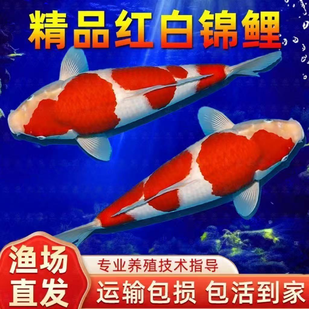  红白锦鲤活鱼精品冷水淡水好养纯种耐活观赏鱼招财鱼苗
