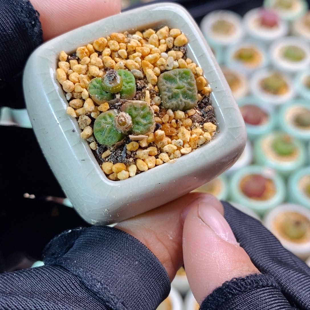 2374-一物一拍 带盆