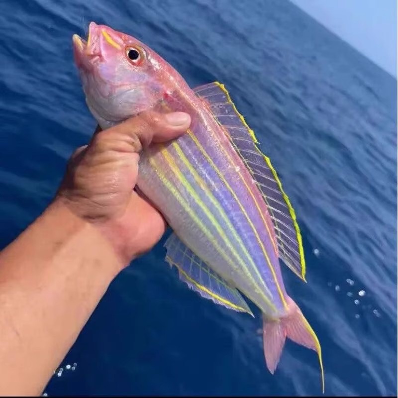 钓口金丝鱼 金线鱼 博贺港本港鱼 高端海鲜 钓口鱼红杉鱼鲜活海鱼